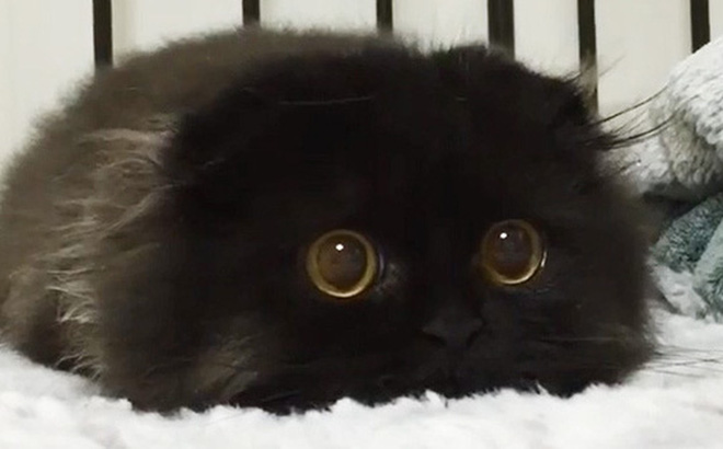 mèo đen xui xẻo